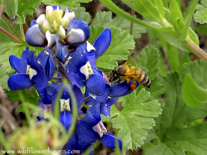 Bee in the bonnet