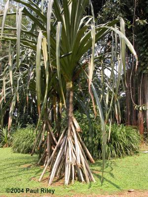 Bogor Botanical Gardens