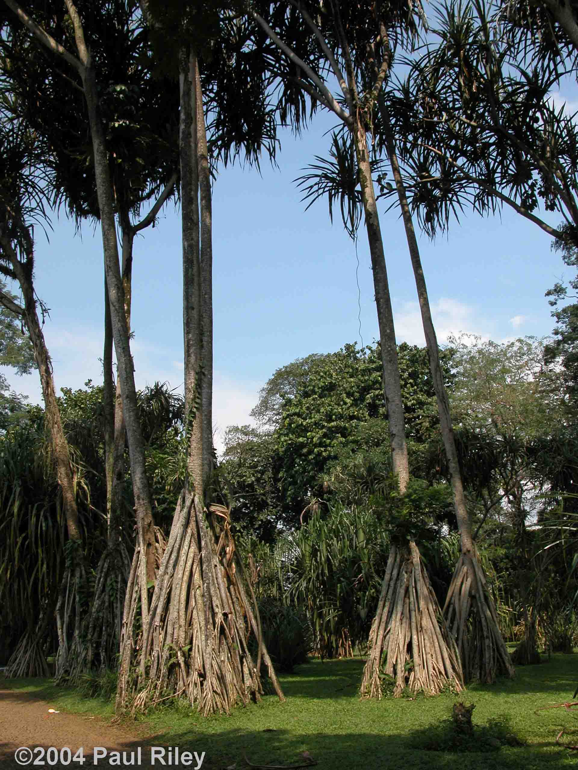 Extraordinary trees