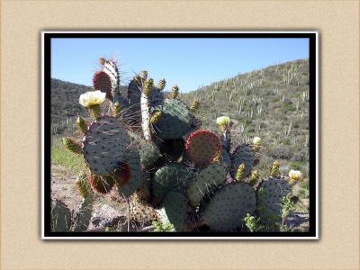  Prickly Pear in bloom