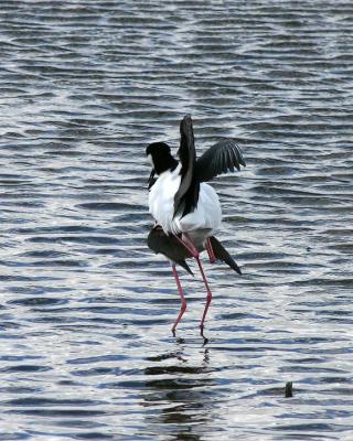 u43/rjnbiker/medium/28057415.DocumentsandSettingsRandyNelsonDesktopShoreline041704webIMG_7329finalv.jpg