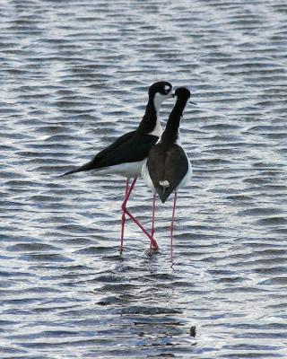 u43/rjnbiker/medium/28057418.DocumentsandSettingsRandyNelsonDesktopShoreline041704webIMG_7332finalv.jpg