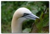 Fou de Bassan / Northern Gannet