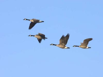 Canada Geese