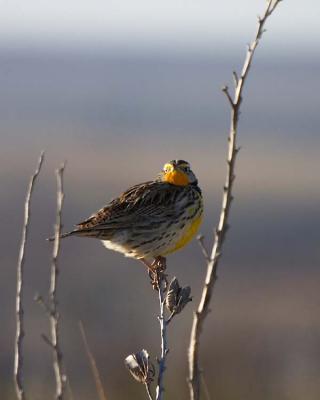 Meadowlark