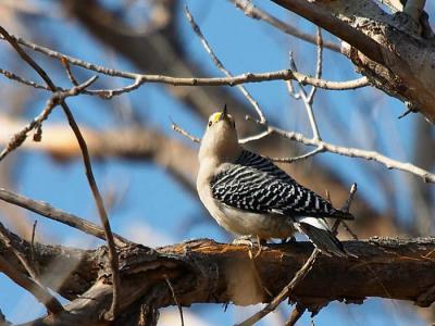 Golden-fronted Woodpecker