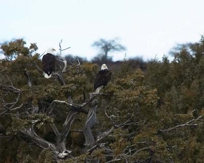 Bald Eagles