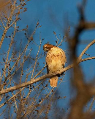 Hawk