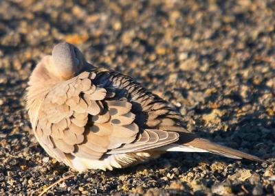 Dove