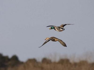 Mallard