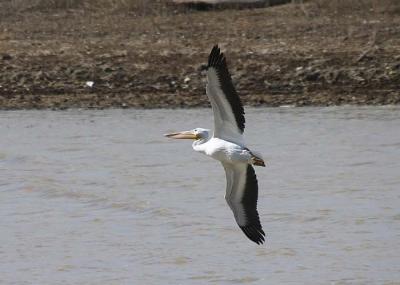 Pelican