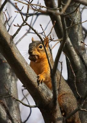 Squirrel