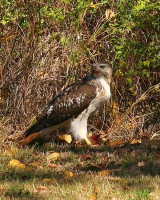 Red-tailed Hawk