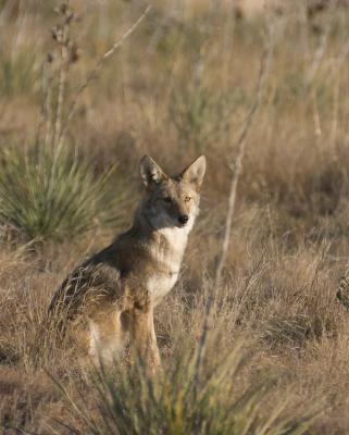 Coyote