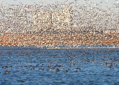 Snow Geese