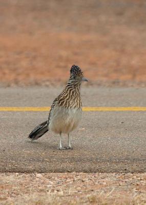 Roadrunner
