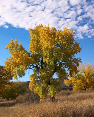 Potter County, Texas