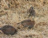 Bobwhites