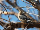 Golden-fronted Woodpecker