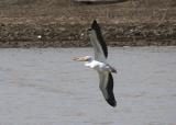 Pelican