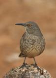 Curve-billed Thrasher