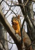 Squirrel