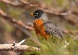 American Robin