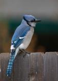 Blue Jay