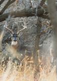 Whitetail Deer