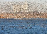 Snow Geese