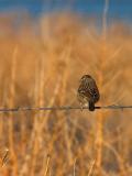 Sparrow