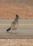 Roadrunner