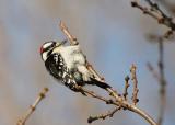 Hairy Woodpecker