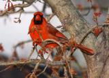 Cardinal
