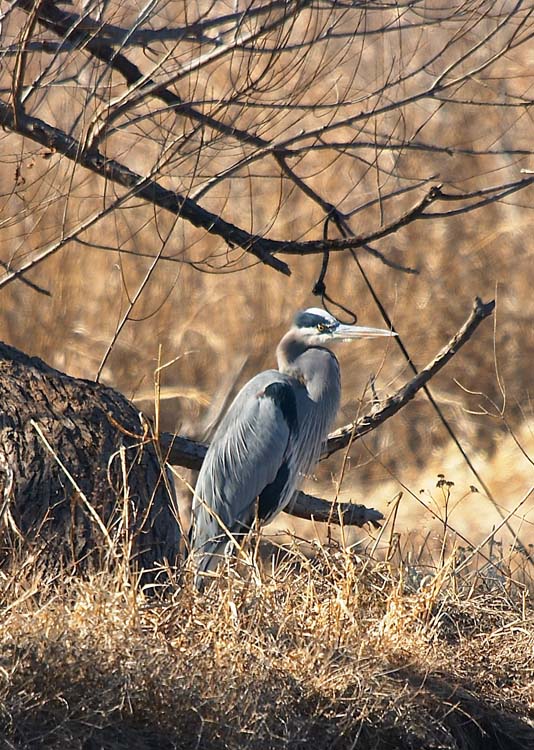 Great Blue Heron