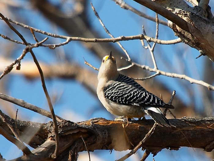Golden-fronted Woodpecker