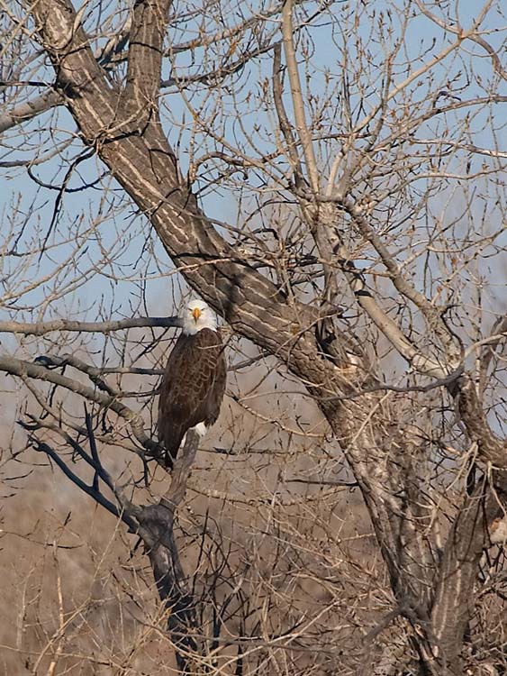 Bald Eagle
