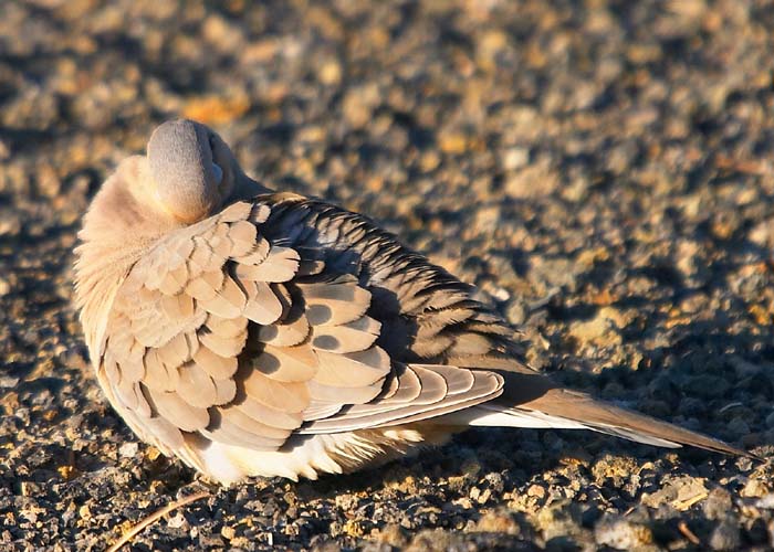 Dove