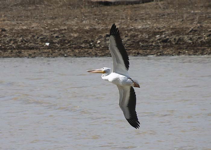 Pelican