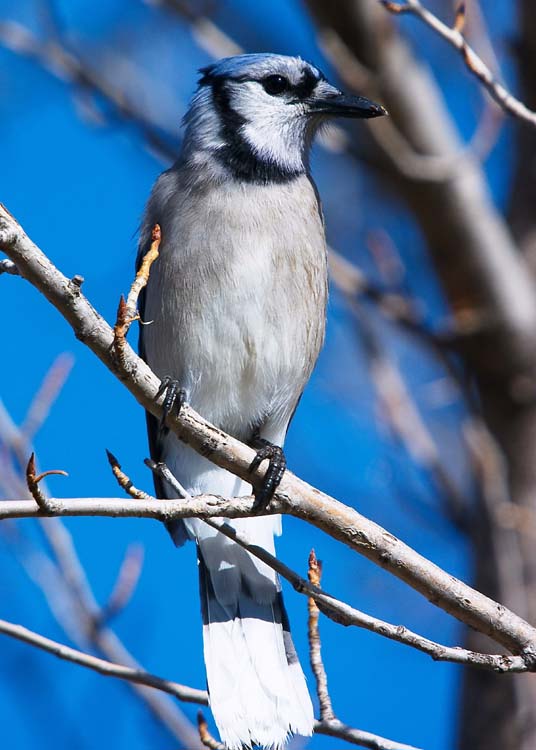 Blue Jay