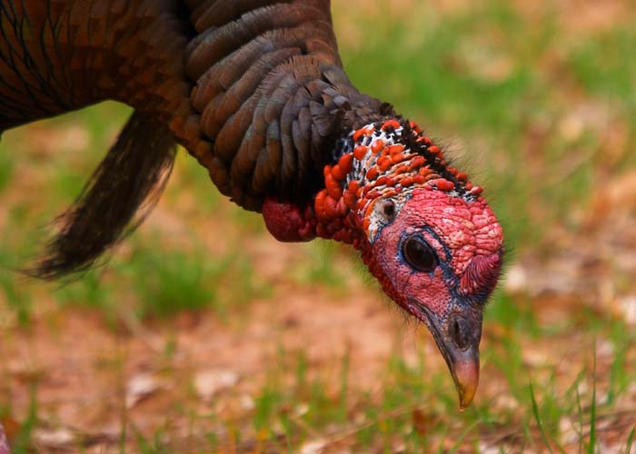 Wild Turkey
