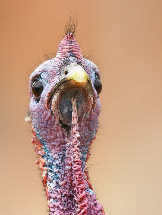 Wild Turkey