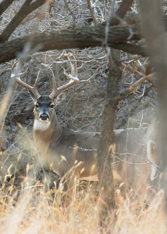 Whitetail Deer