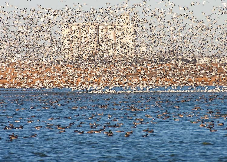 Snow Geese