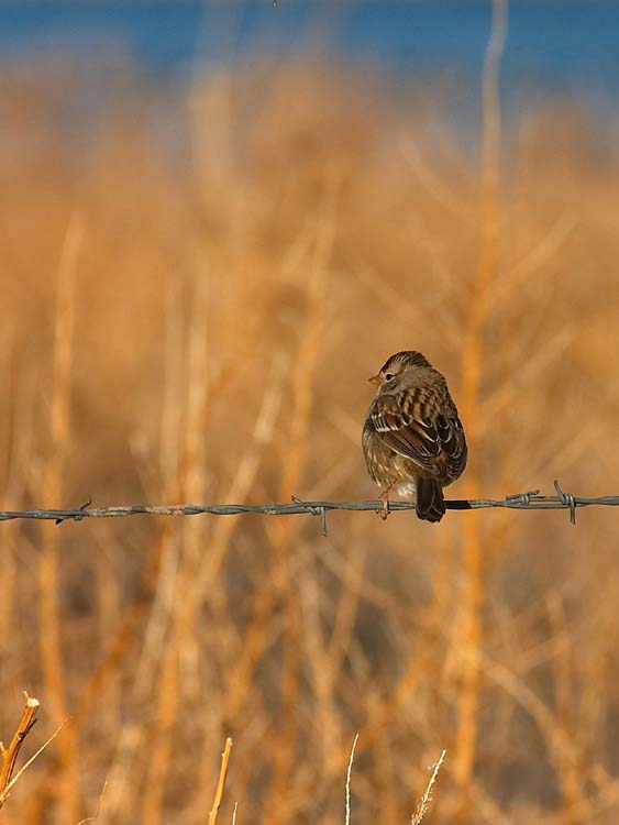 Sparrow