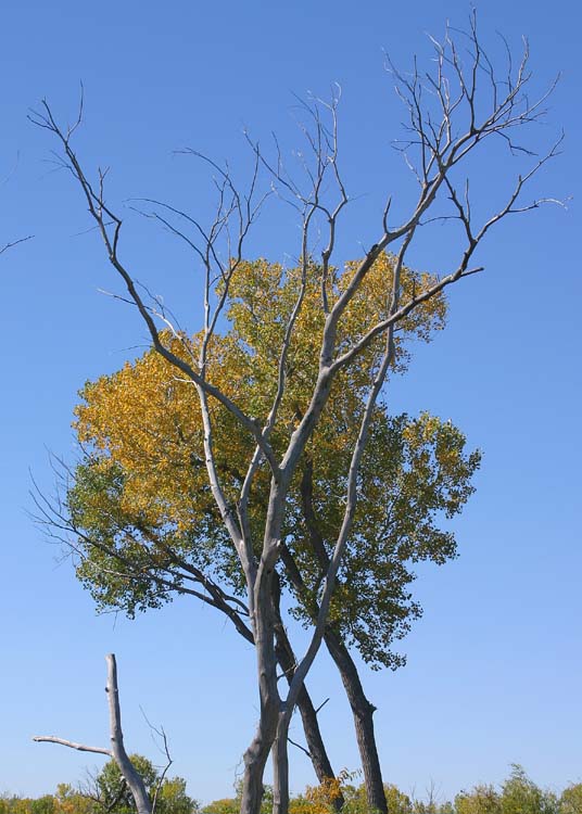 Hemphill County, Texas
