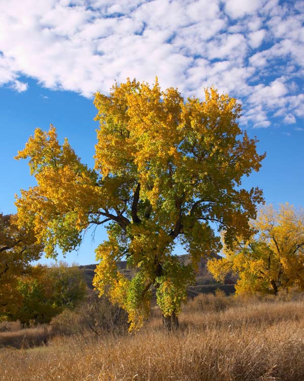 Potter County, Texas
