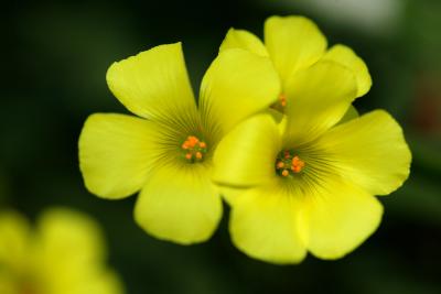 Flora 15