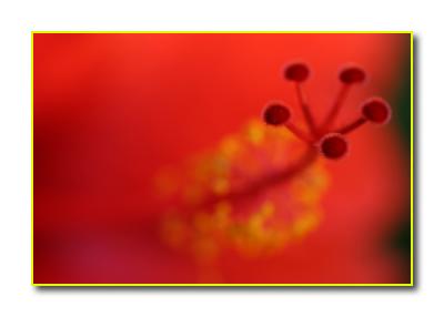 Abstract Hibiscus 2