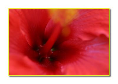 Abstract Hibiscus 3